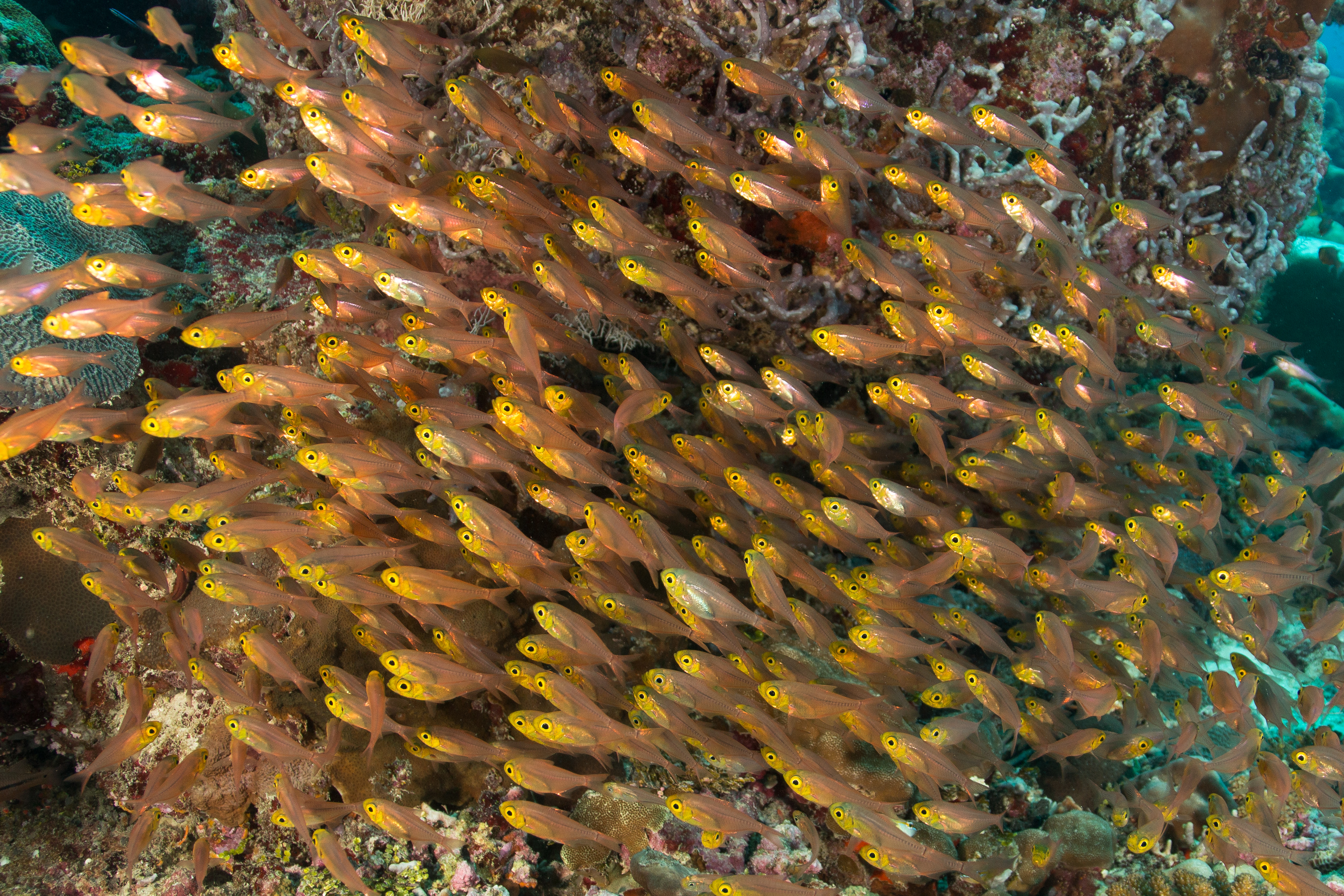 Image illustrative : glassfishes