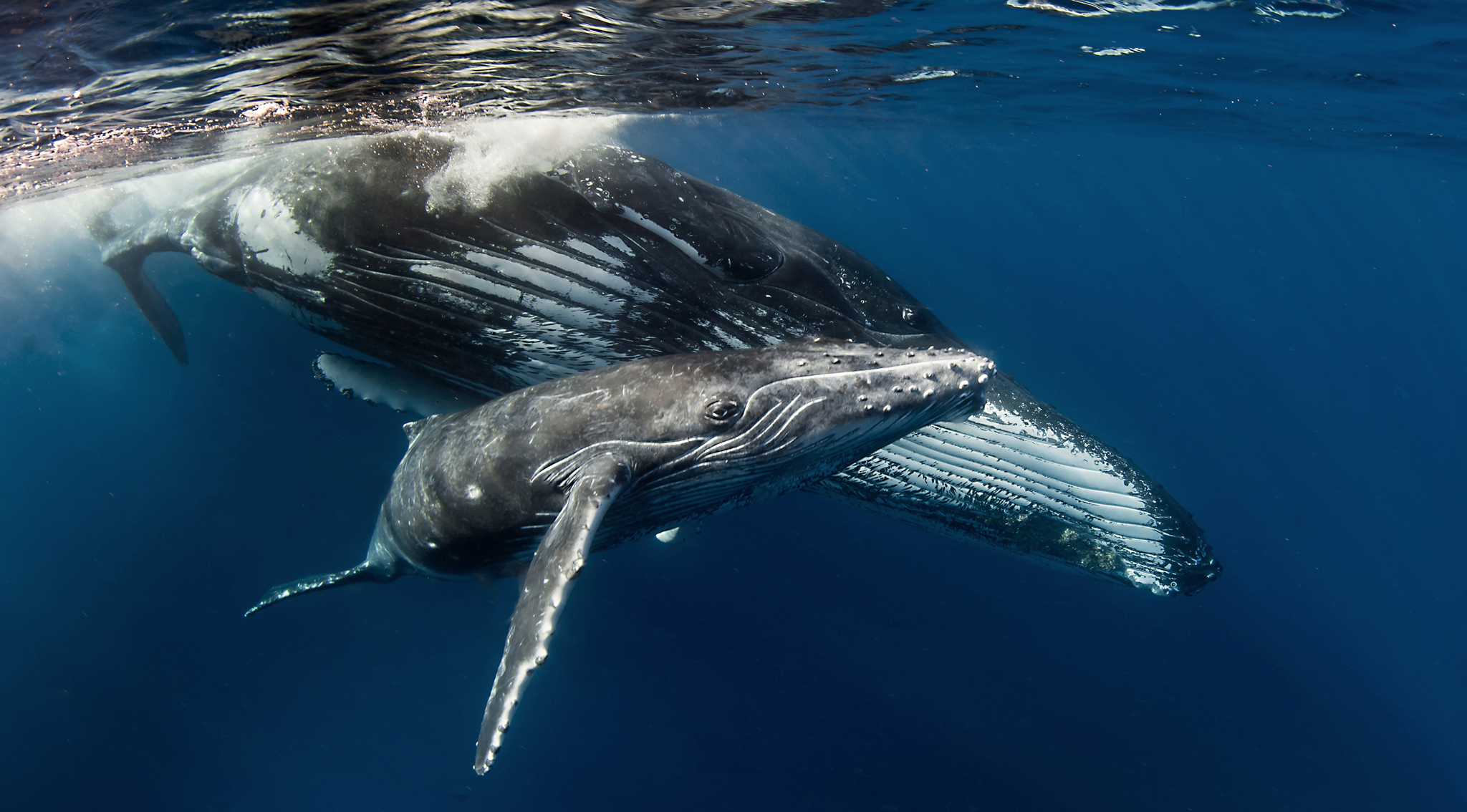 baleine avec son bébé